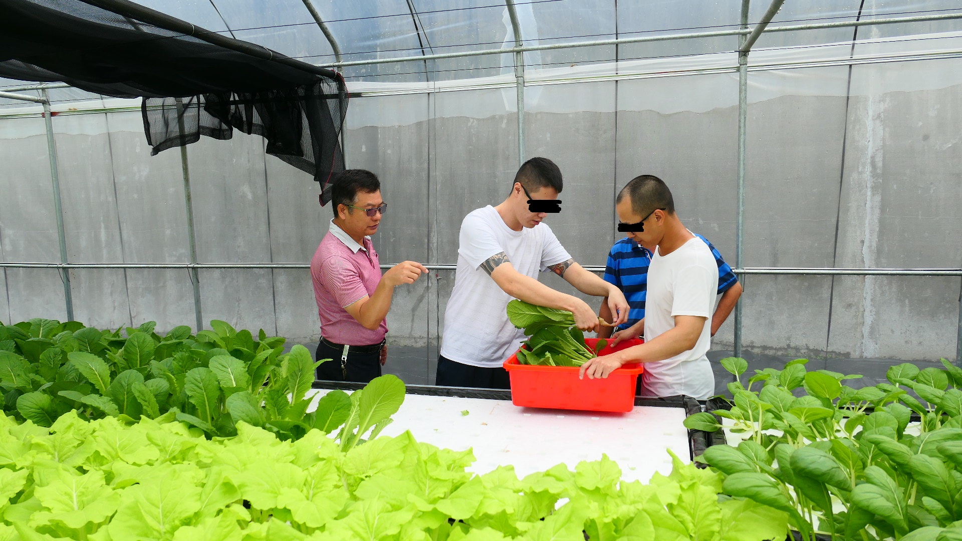 水耕蔬菜老師指導採收情形