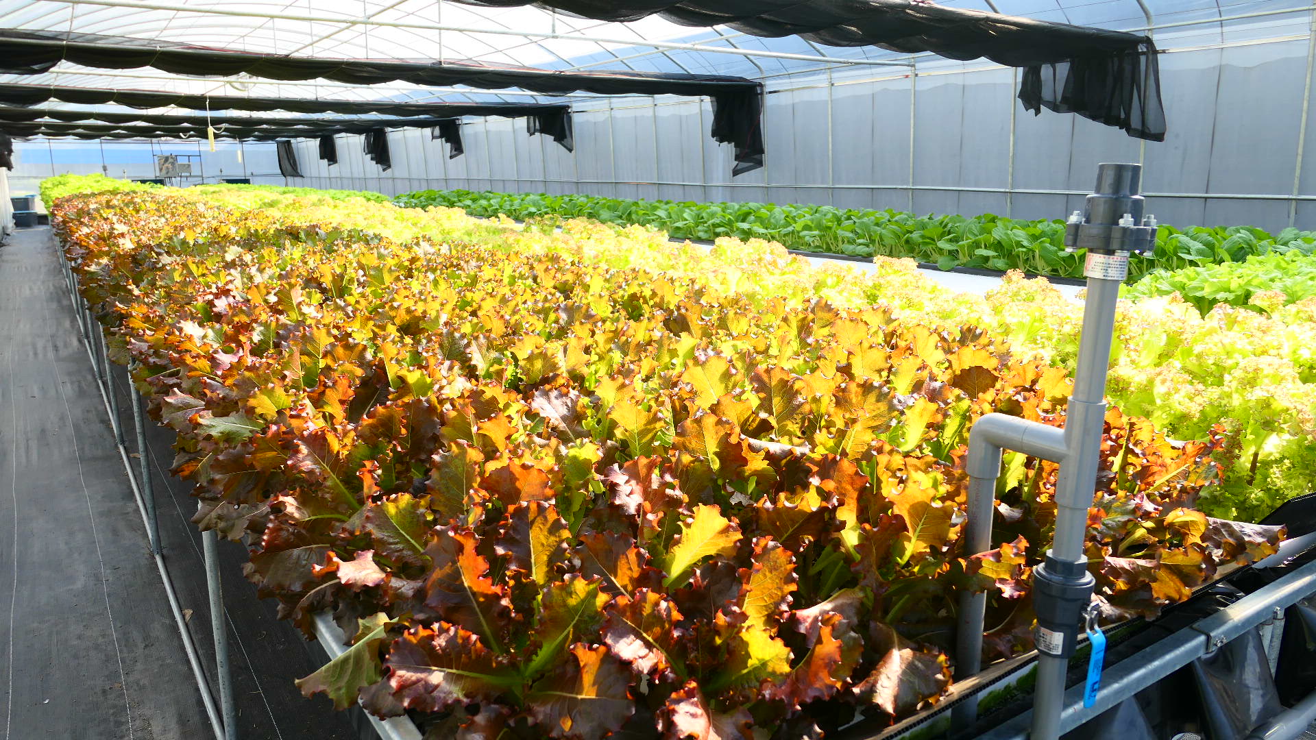 水耕蔬菜生長成果