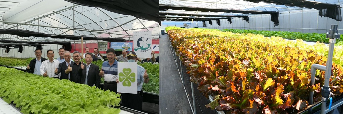 鼎新再現，水耕蔬菜翹楚